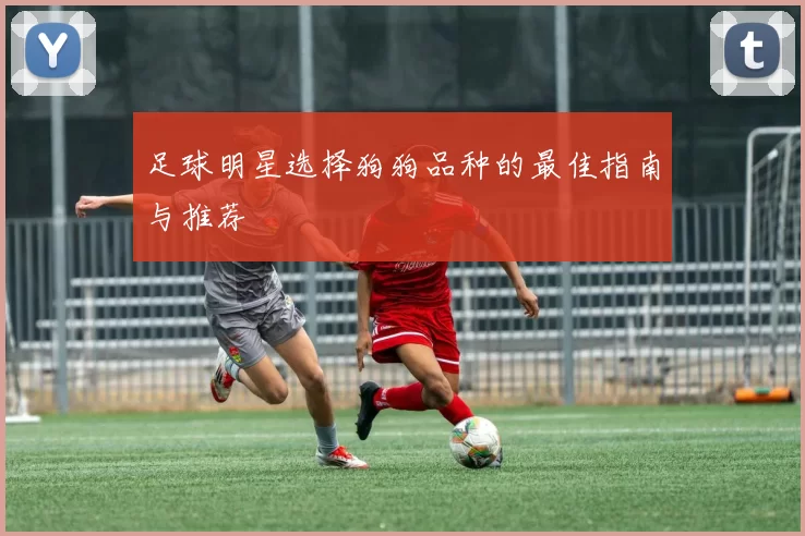 足球明星选择狗狗品种的最佳指南与推荐